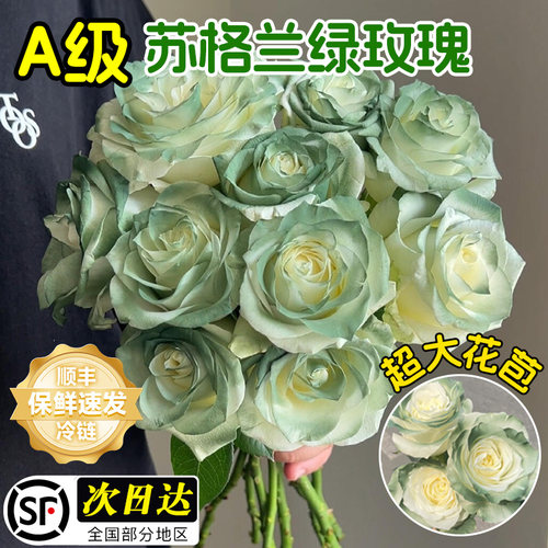 苏格兰绿玫瑰花鲜花云南基地直发家用鲜切插花瓶超长花期真花花卉 - 图0