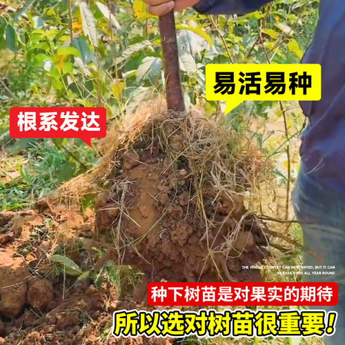 五月脆李子树苗新品种贵州六马蜂糖特大号脱骨红心庭院盆栽果树苗 - 图1