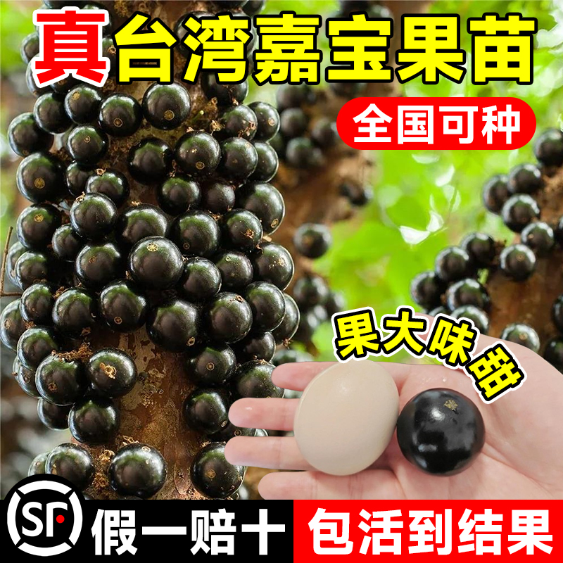 树葡萄嘉宝果苗树大加宝果树四季加多宝树苗南方北方种植庭院盆栽,淘宝优惠券,粉丝福利购,淘宝优惠卷