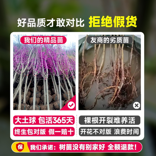 紫荆花树苗庭院种植大盆栽带花发货紫金室外绿植耐寒花卉绿化植物 - 图0