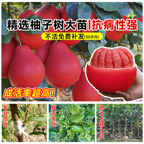 柚子树苗大苗泰国暹罗红柚蜜柚果树果苗大全南方北方种植当年结果 - 图1