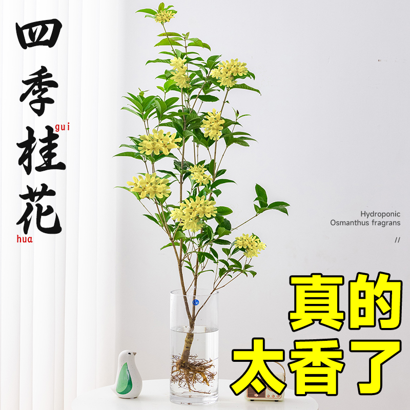 水培四季桂花树苗室内水养植物阳台盆栽浓香型花卉四季开花绿植-图1