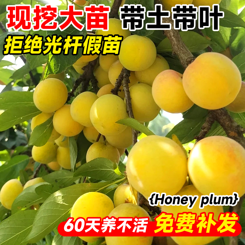 蜂糖李子树苗新品种特大号三华冰糖三月水果树果苗北南方种植庭院-图2