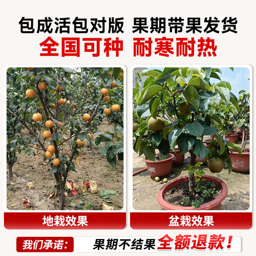 正宗秋月梨树果苗嫁接沙梨树果树庭院地栽南北方种植盆栽当年结果 - 图0