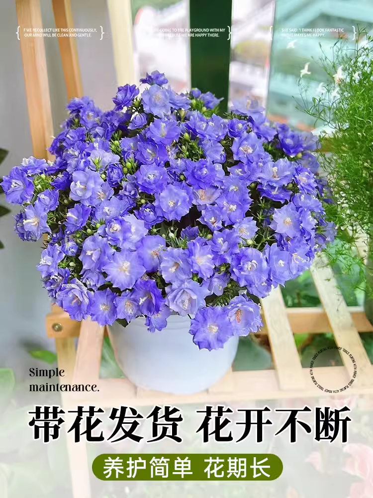 【临雅旗舰店直播专拍】风铃盆栽带花苞苗室内阳台秋冬绿植物 - 图2