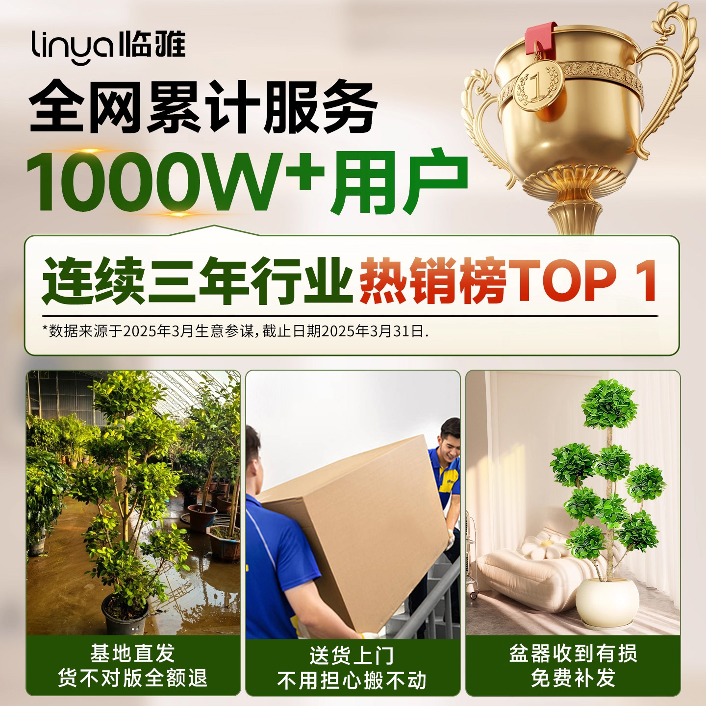 摇钱树盆栽金钱榕办公室大型发财树乔迁之喜室内客厅绿植招财榕树,淘宝优惠券,粉丝福利购,淘宝优惠卷