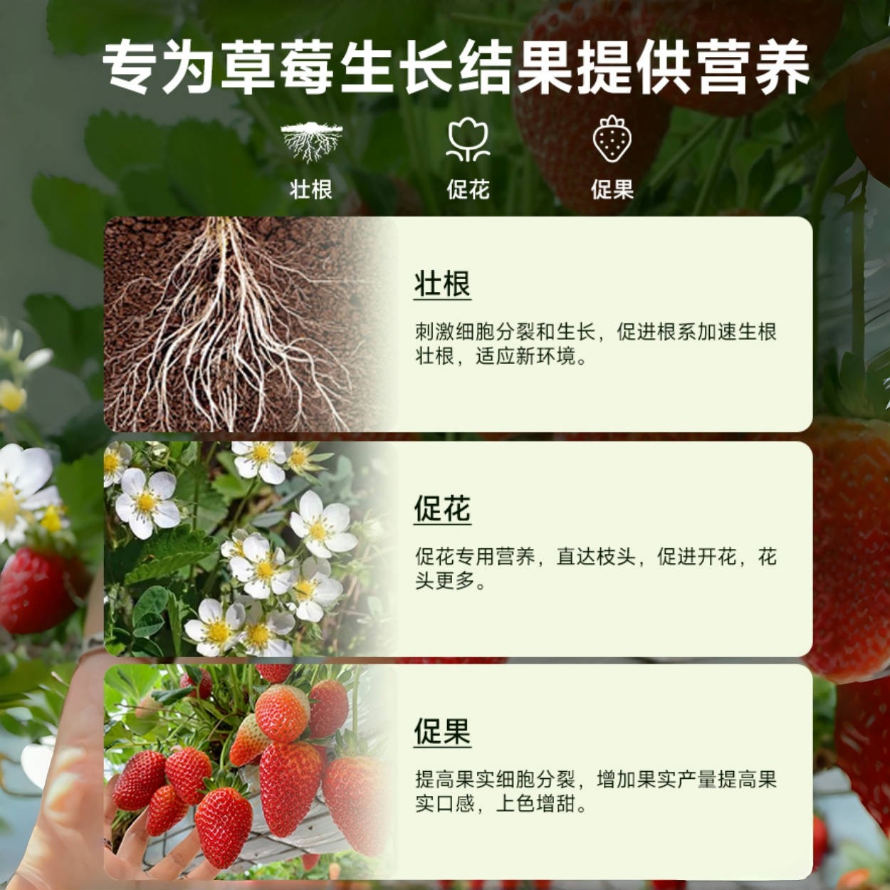 草莓专用营养土盆栽种植土泥土蔬菜种菜育苗土壤阳台肥料批发通用,淘宝优惠券,粉丝福利购,淘宝优惠卷