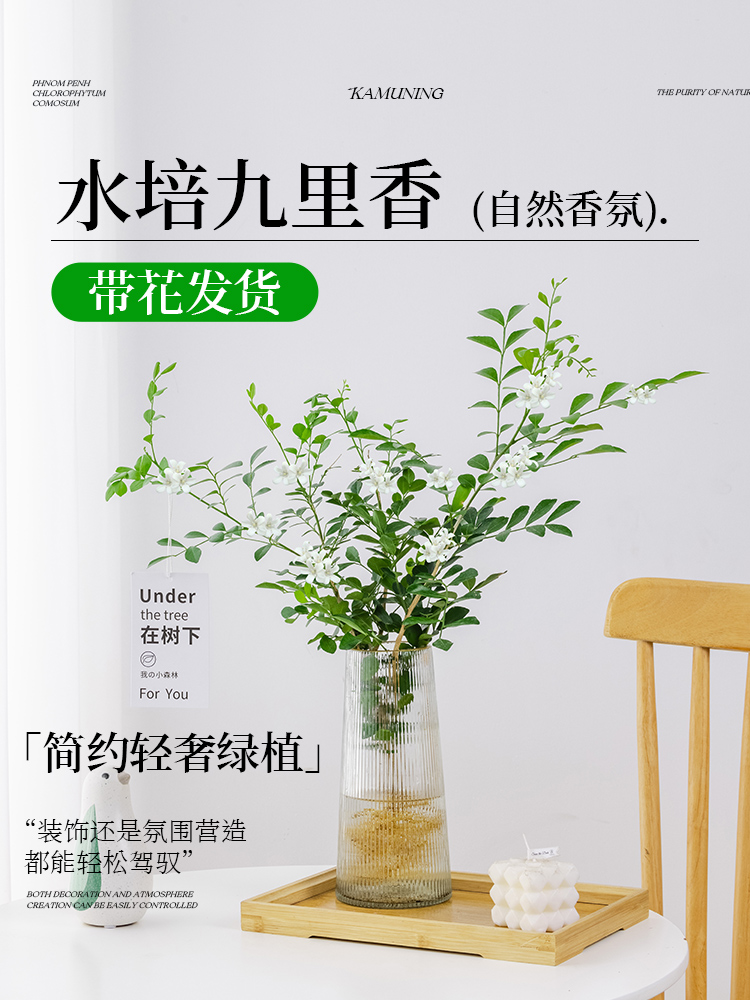 水培植物九里香盆栽桌面驱蚊绿植室内茉莉鲜花水养花卉懒人四季开