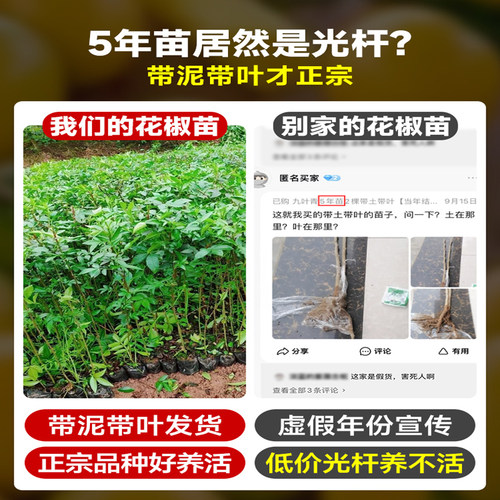 四川九叶青花椒苗树大苗当年结果盆栽地栽四季种植果树苗庭院树苗 - 图1
