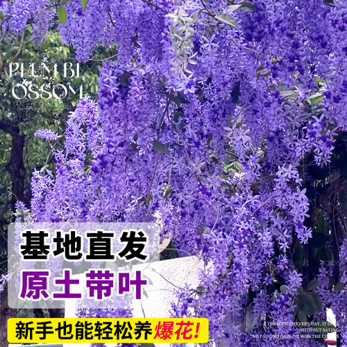 大叶蓝花藤苗泰国小叶兰花藤许愿藤花卉阳台庭院四季开花爬藤植物 - 图0