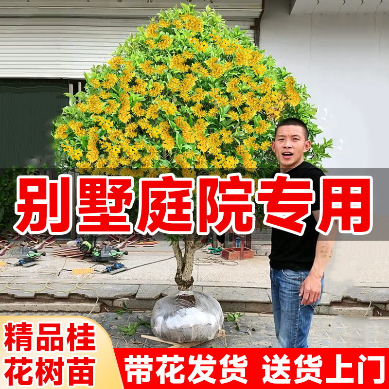 【特大苗】桂花树苗大树嫁接四季桂花卉庭院绿植物老桩盆栽金丹桂 - 图1