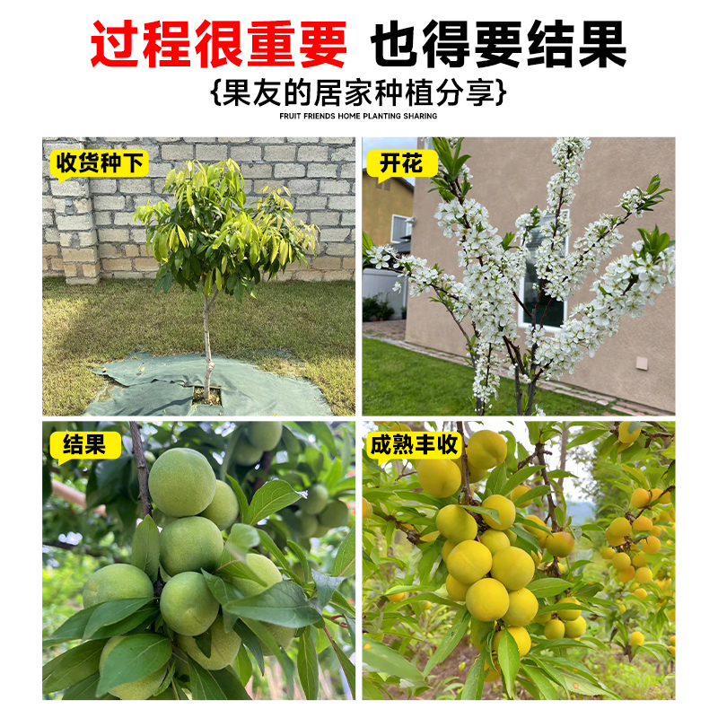 蜂糖李子树苗新品种特大号三华冰糖三月水果树果苗北南方种植庭院-图3