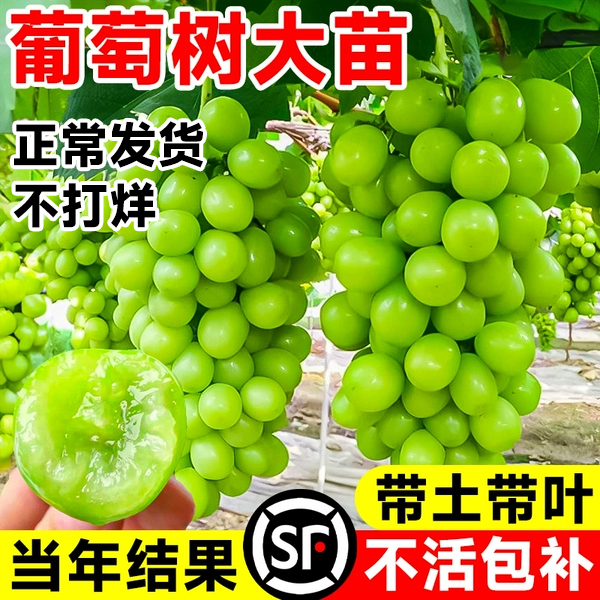 葡萄树苖阳光玫瑰果树果苗盆栽晴王南方种植巨峰无籽提子藤苗老桩-图0