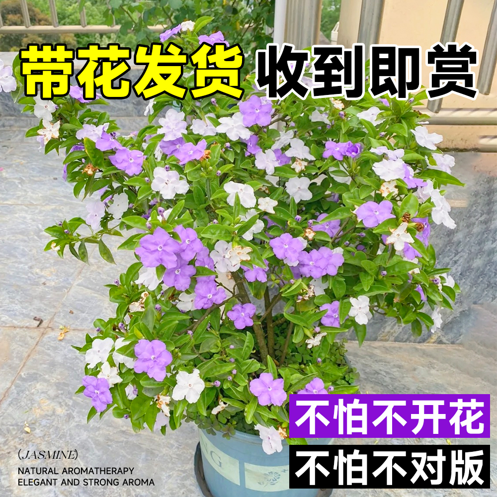 双色茉莉花盆栽老桩棒棒糖独杆大苗香室内外阳台庭院鸳鸯茉莉花苗-图1