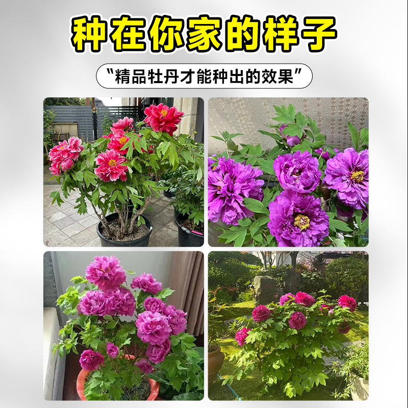 牡丹花树苗盆栽带花苞洛阳菏泽重瓣正宗牡丹花苗缠枝庭院植物花卉