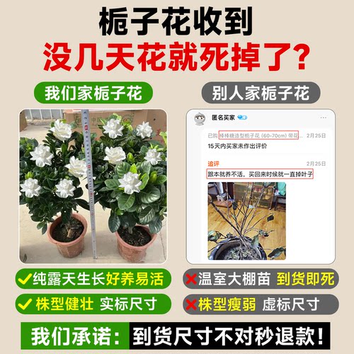 独杆棒棒糖栀子花盆栽带花苞四季大叶老桩栀枝树苗牡丹开花卉植物 - 图0