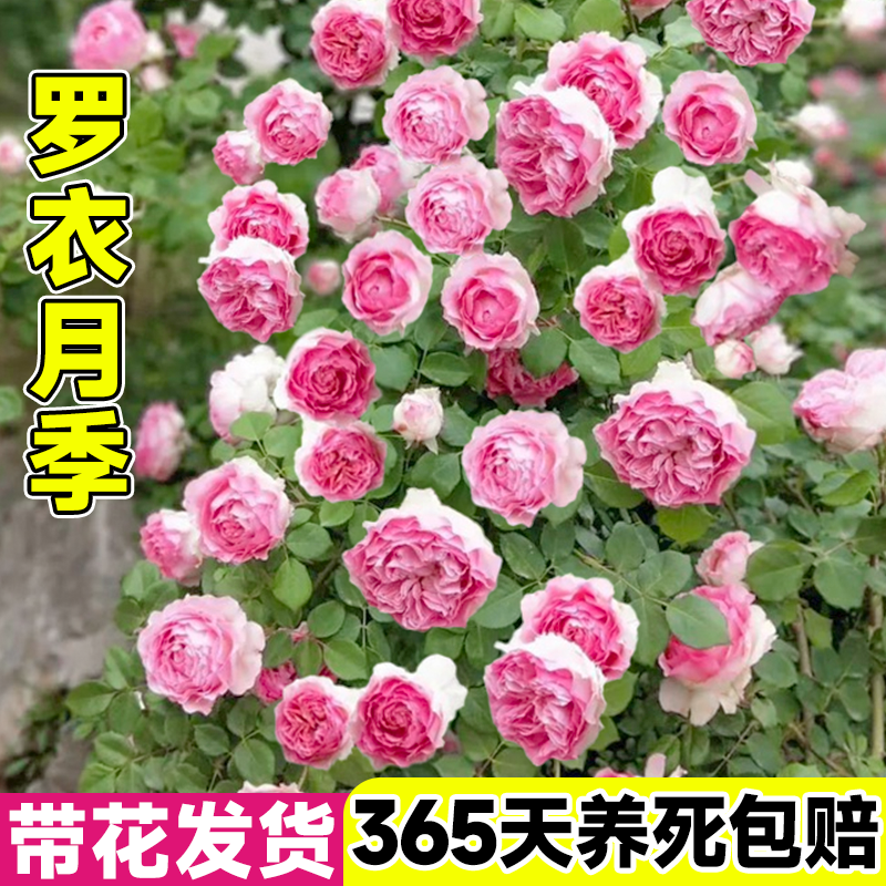 罗衣月季墙微花树苗爬藤花卉庭院四季开藤本蔷薇罗伊依玫瑰花盆栽,淘宝优惠券,粉丝福利购,淘宝优惠卷