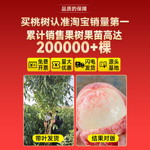 早熟水蜜桃树苗嫁接鹰嘴黄桃树南北方种植巨型桃树水果苗当年结果 - 图3