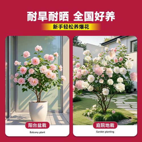 芙蓉花盆栽重瓣树苗特大号三醉木芙蓉花卉变色耐寒室内外绿化植物 - 图3