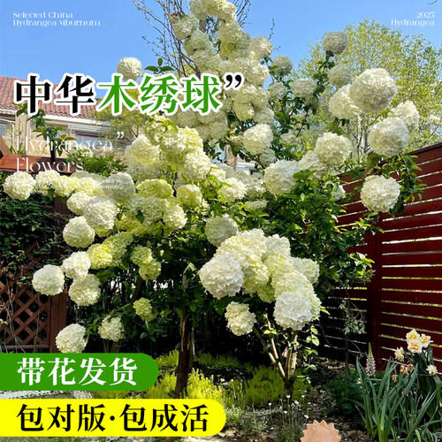 中华木绣球大花斗球树苗绣球花苗四季花卉开花盆栽庭院室外风景树 - 图1