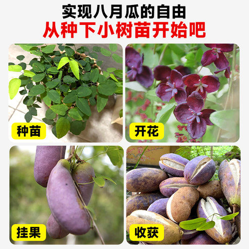 无籽八月瓜树苗大苗八月炸果树苗野果水果苗盆栽南方庭院四季种植 - 图3