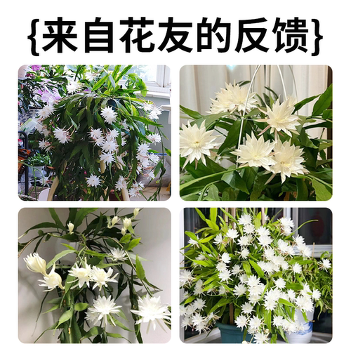 小叶昙花盆栽带花苞鲜花花卉植物阳台室内花苗好养活四季耐阴绿植 - 图3
