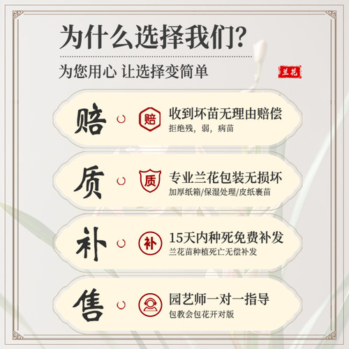 兰花盆栽带花苞大苗香兰草直销带土四季浓香名贵建兰花卉植物室内 - 图2
