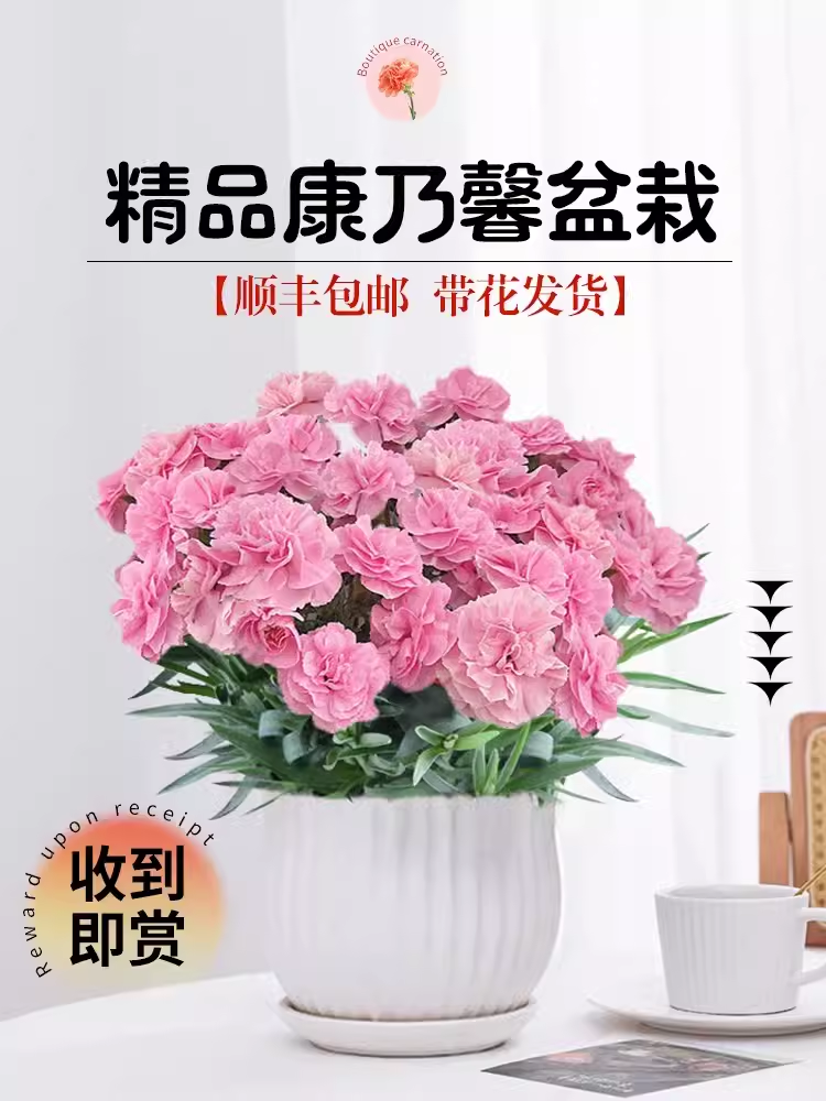 【临雅旗舰店直播专拍】康乃馨盆栽带花苞花卉植物好养活耐寒花苗 - 图1