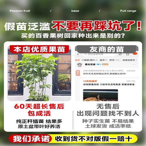 广西钦蜜9号百香果苗四季不断结果黄色水果盆栽树苗果树纯甜种植 - 图0