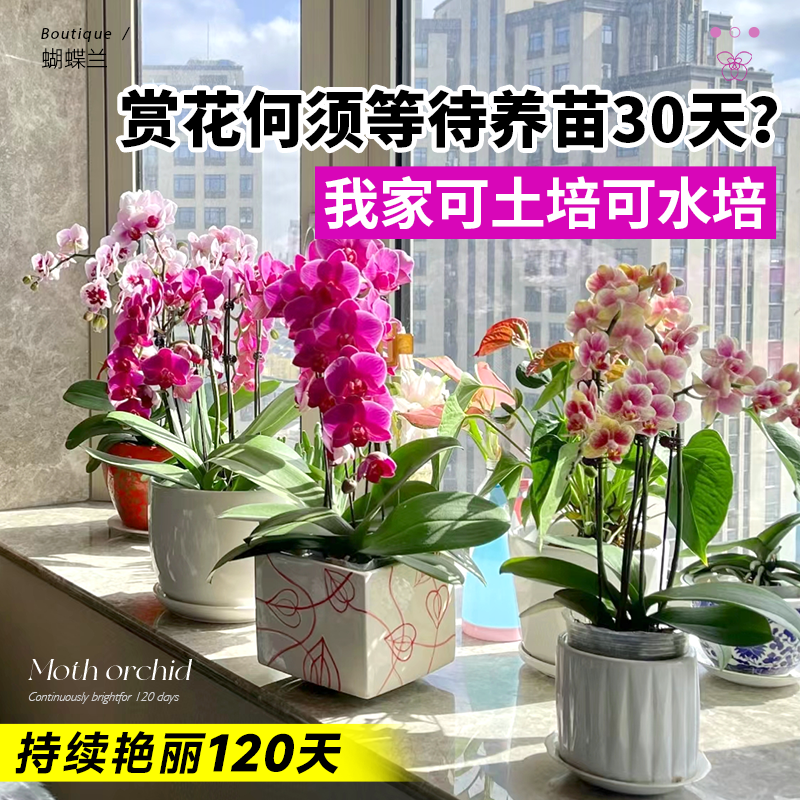蝴蝶兰盆栽带花大兰花苗四季种易活花卉室内植物鲜花适合客厅摆放