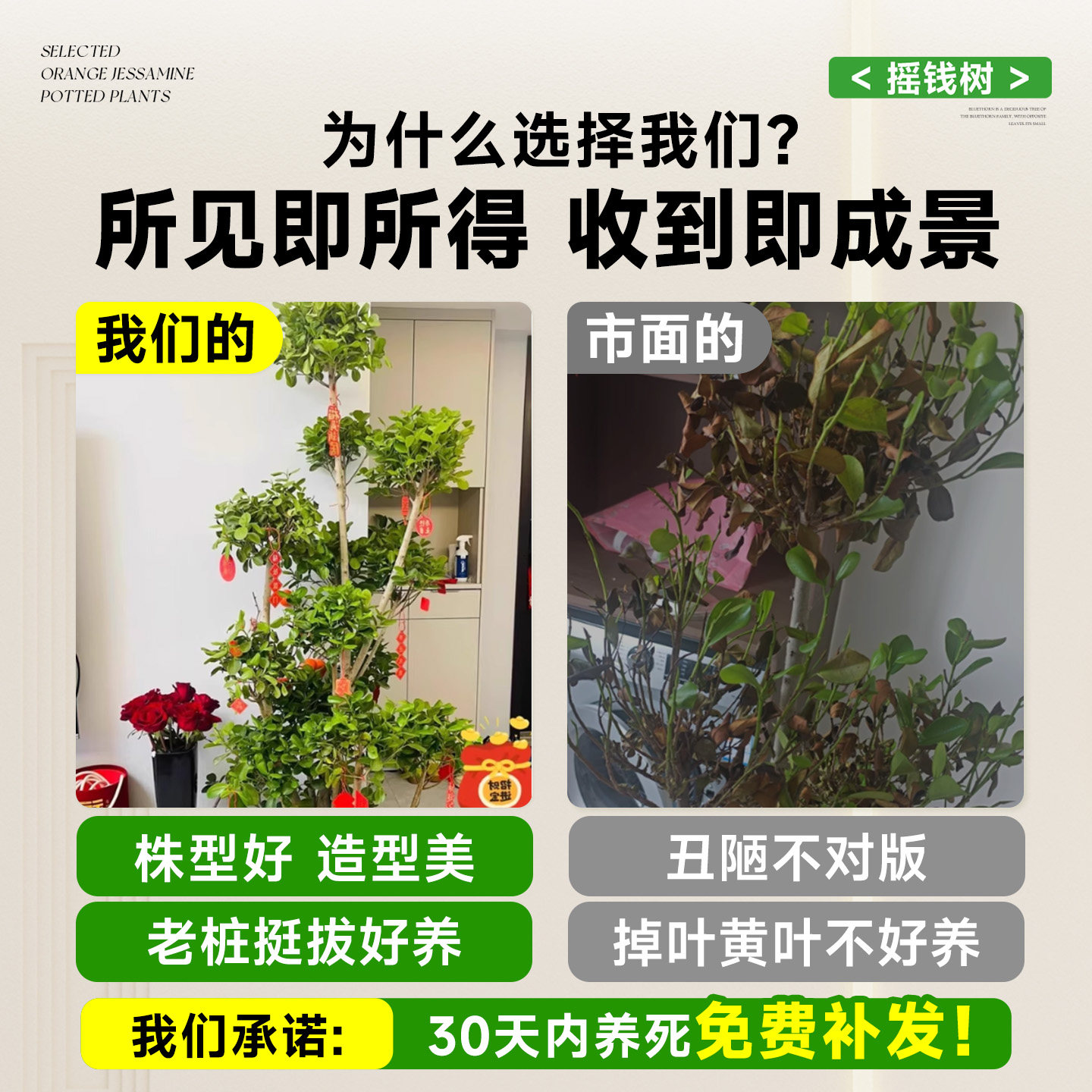造型金钱榕摇钱树盆栽客厅大型绿植室内好养植物乔迁新居开业送礼,淘宝优惠券,粉丝福利购,淘宝优惠卷