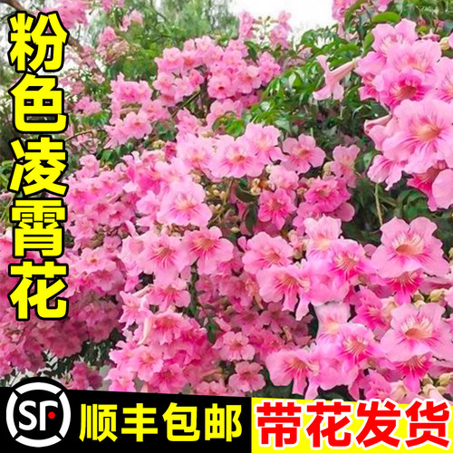 粉色凌霄花耐寒爬藤大苗美国进口四季开花卉庭院爬墙植物树苗盆栽 - 图0