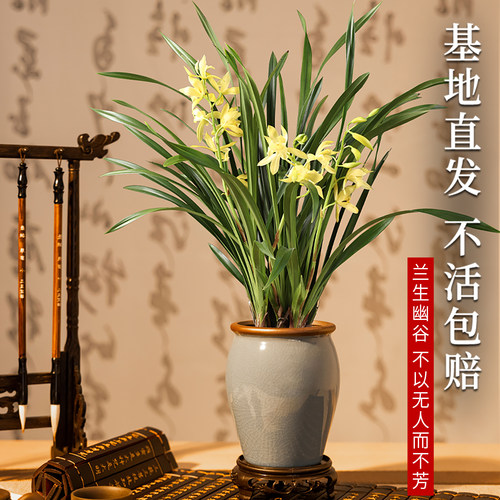 兰花盆栽带花苞大苗香兰草直销带土四季浓香名贵建兰花卉植物室内 - 图1