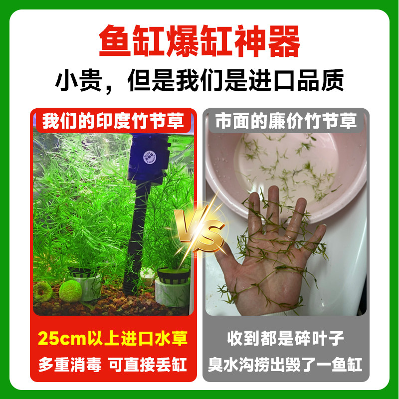 印度小竹节竹节草真水草水族箱鱼缸造景观赏新手懒人阴性水草繁殖,淘宝优惠券,粉丝福利购,淘宝优惠卷