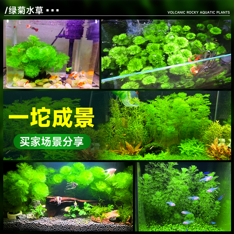 商品详情图片