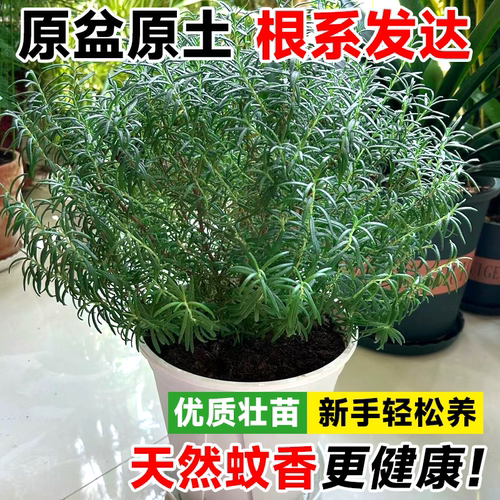 迷迭香盆栽驱蚊植物克星牛排黄油可食用香草棒棒糖大苗室内绿植物 - 图0