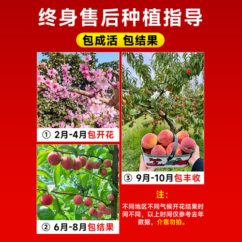 早熟水蜜桃树苗嫁接鹰嘴黄桃树南北方种植巨型桃树水果苗当年结果 - 图1