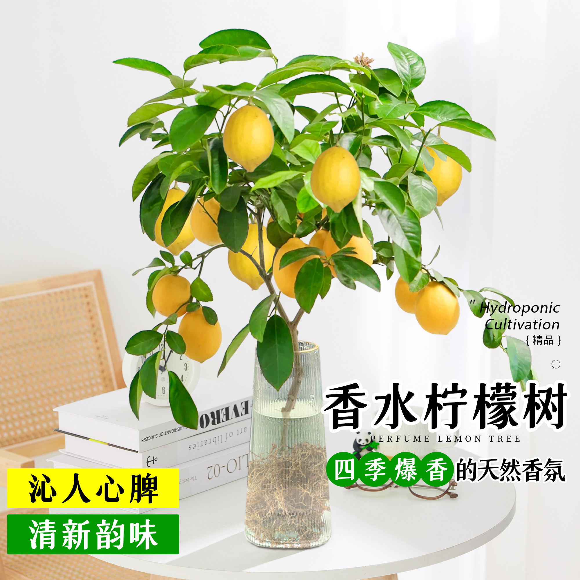 水培植物室内好养水培柠檬玻璃瓶无土纯水培绿植水养水果好养易活,淘宝优惠券,粉丝福利购,淘宝优惠卷