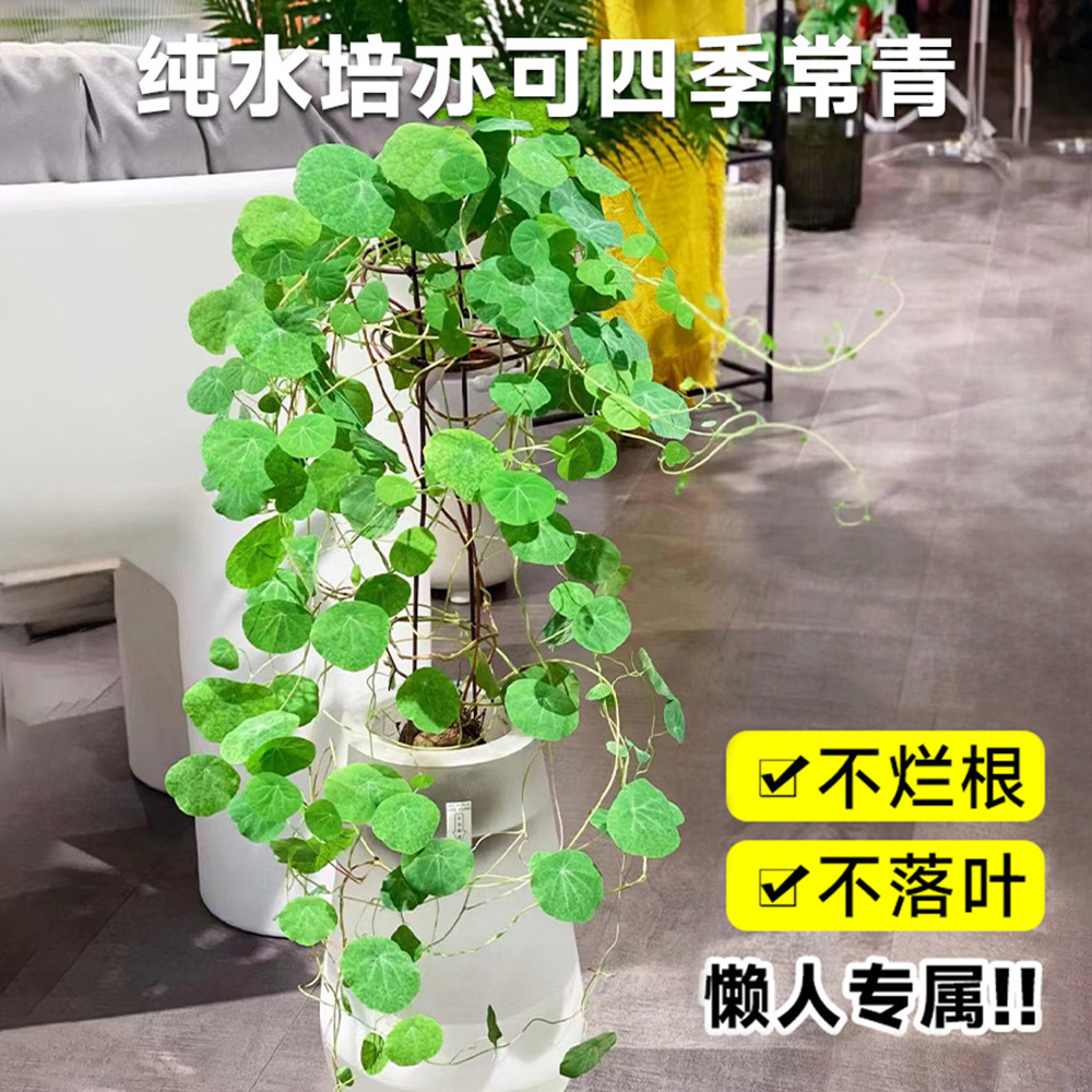 山乌龟植物一叶龟金不换种球盆栽室内阳台爬藤观叶水培好养绿植物,淘宝优惠券,粉丝福利购,淘宝优惠卷