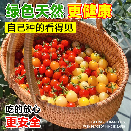 四季矮生番茄苗水果盆栽千禧种子孑种籽阳台圣女果西红柿草莓苗秧 - 图1