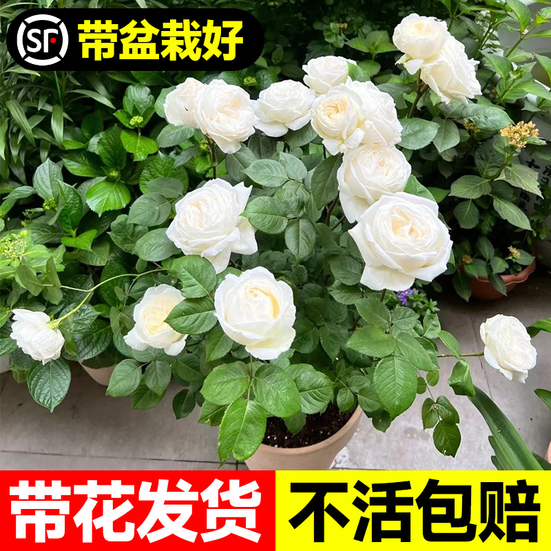 伊芙婚礼之路月季大苗果汁阳台白玫瑰花苗盆栽四季开花卉植物浓香 - 图2