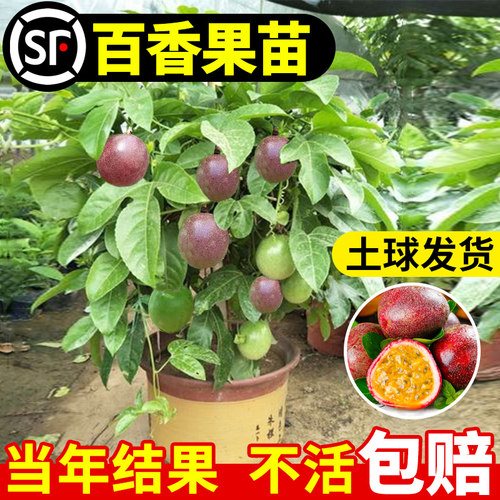 百香果苗果树四季结果盆栽树苗南方北方庭院黄金水果树种植苗好养 - 图0