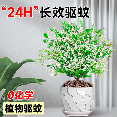 夜来香盆栽花树苗带花苞驱蚊绿植室内阳台四季花卉开花植物好养活 - 图1