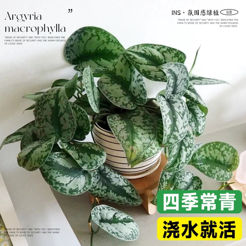 大叶银斑葛小叶水培室内垂吊绿植长藤花绿萝植物办公室桌面盆栽 - 图2