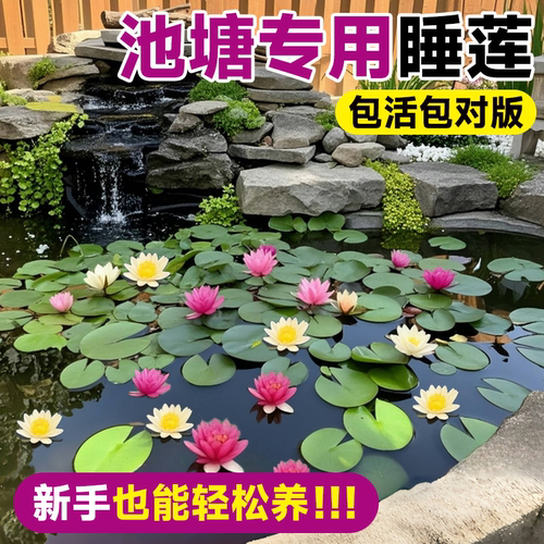 池塘专用睡莲水培植物带花苞四季开花根块苗耐寒鱼缸无土水养花卉 - 图0