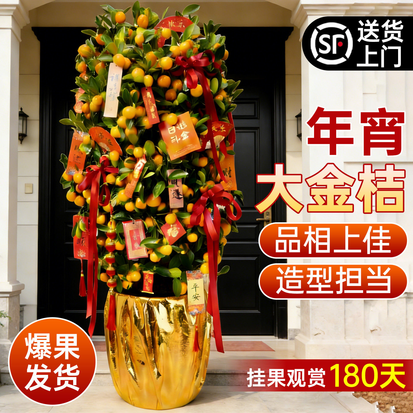 金桔树盆栽带果客厅绿植室内大型植物桔子橘子树苗花卉年桔桔树,淘宝优惠券,粉丝福利购,淘宝优惠卷