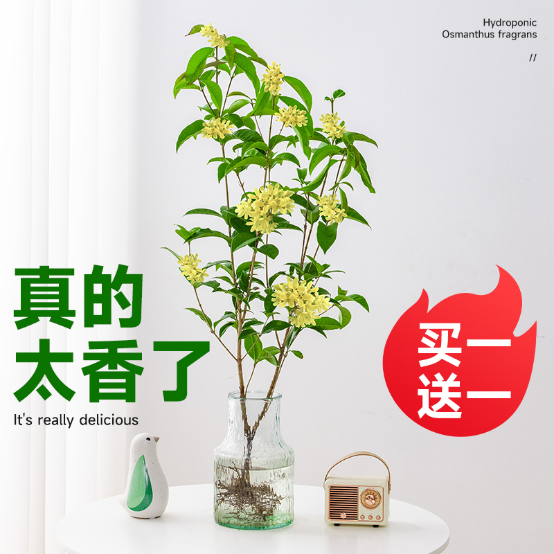 水培四季桂花树苗室内水养植物阳台盆栽浓香型花卉四季开花绿植-图0