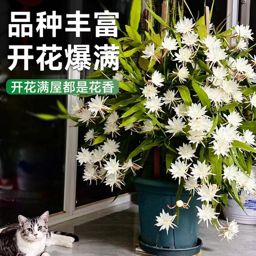 四季昙花盆栽带花苞小叶大叶卷叶昙花花苗可食用阳台浓香花卉植物 - 图3