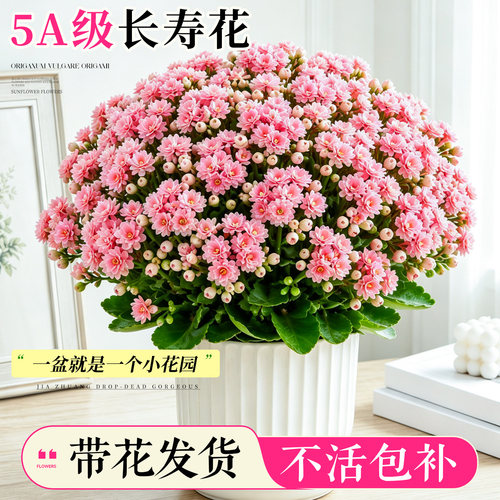 粉色长寿花盆栽四季好养室内桌面开花重瓣大花带花苞花卉绿植物 - 图1