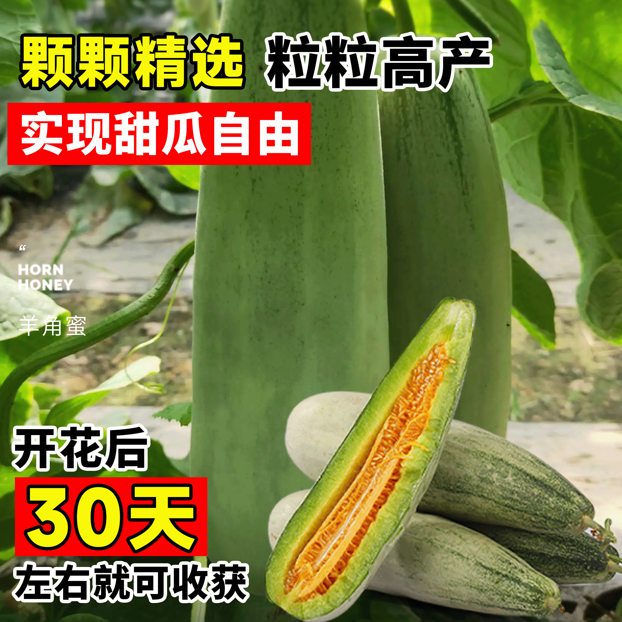 羊角蜜甜瓜种孑甜瓜苗秧香瓜种籽大全四季阳台冰糖子水果蔬菜种子,淘宝优惠券,粉丝福利购,淘宝优惠卷